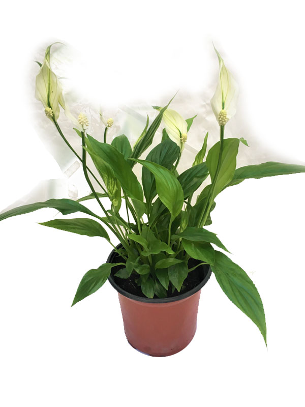 Spathiphyllum ‘Peace lily’