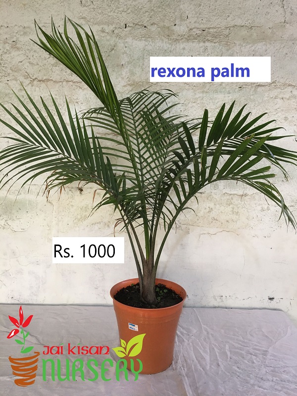 Rexona palm