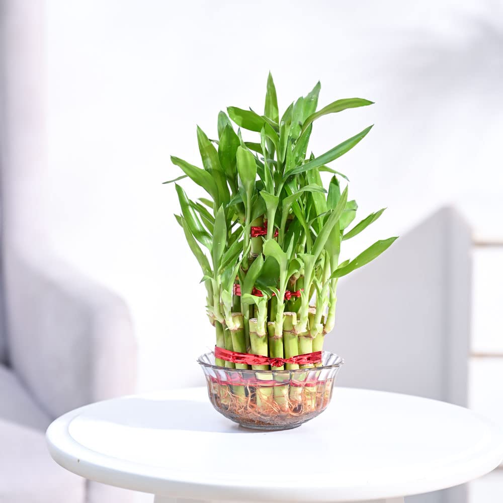 3 Layer Lucky Bamboo Plant with Multi Color Pebble